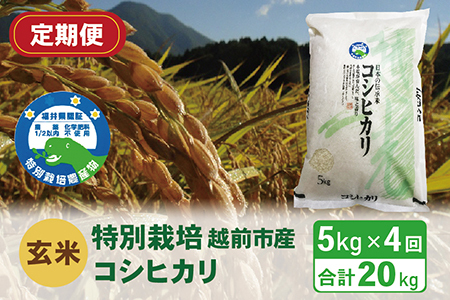 〈先行予約〉【定期便4回】（令和６年度新米 玄米）特別栽培 越前市産コシヒカリ 5kg×4回