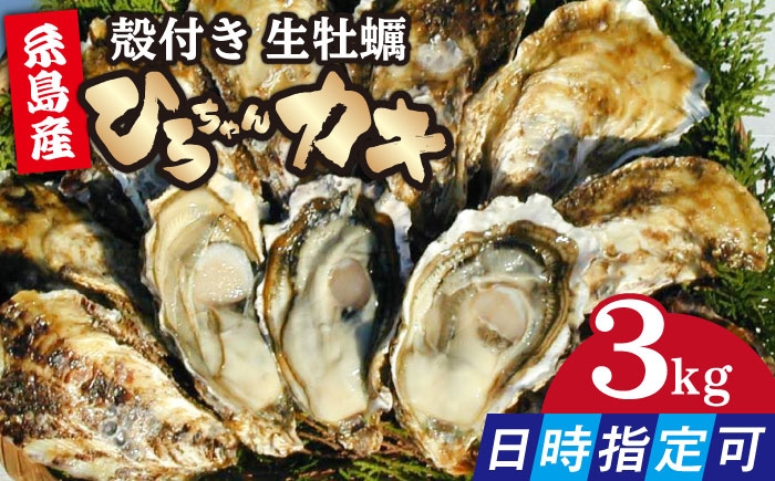 
            【日時指定可】加熱用 殻付き牡蠣 中サイズ 3kg（36個前後）牡蠣 活カキ 殻付き カキ 活牡蛎  ひろちゃんカキ / 糸島市 [AJA003]
          