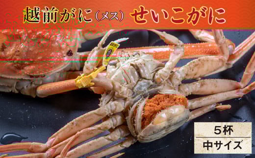 【冷蔵発送】【先行予約 9月10月限定】越前がに（メス）「せいこがに」150g前後 × 5杯