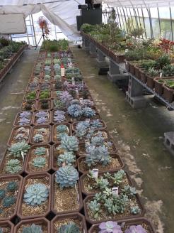 自家生産　多肉植物のオリジナル寄せ植え（約10種類）