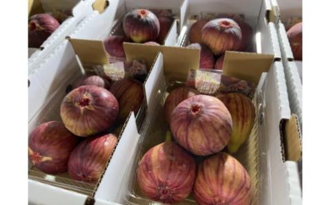 いちじく 冷蔵 約400g(4～6個)×4パック 約1.6kg  桝井ドーフィン 無花果 10月中旬まで受付  川島町いちじく生産組合 川島町産 特産 埼玉県 川島町
