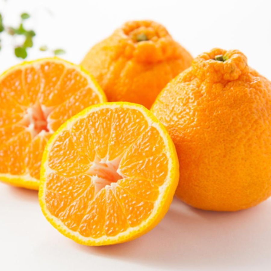 有田産大玉「デコポン」5kg（12玉～15玉）