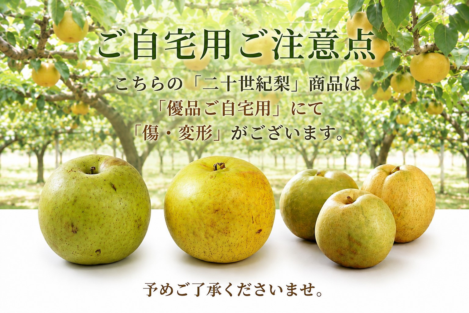 鳥取県産 梨 優品 ご自宅用 二十世紀梨 5kg 【鳥取県 境港市】