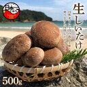 【ふるさと納税】 生しいたけ 500g 菌床 きのこ 野菜 お取り寄せ 下田 伊豆 サントピア下田 送料無料