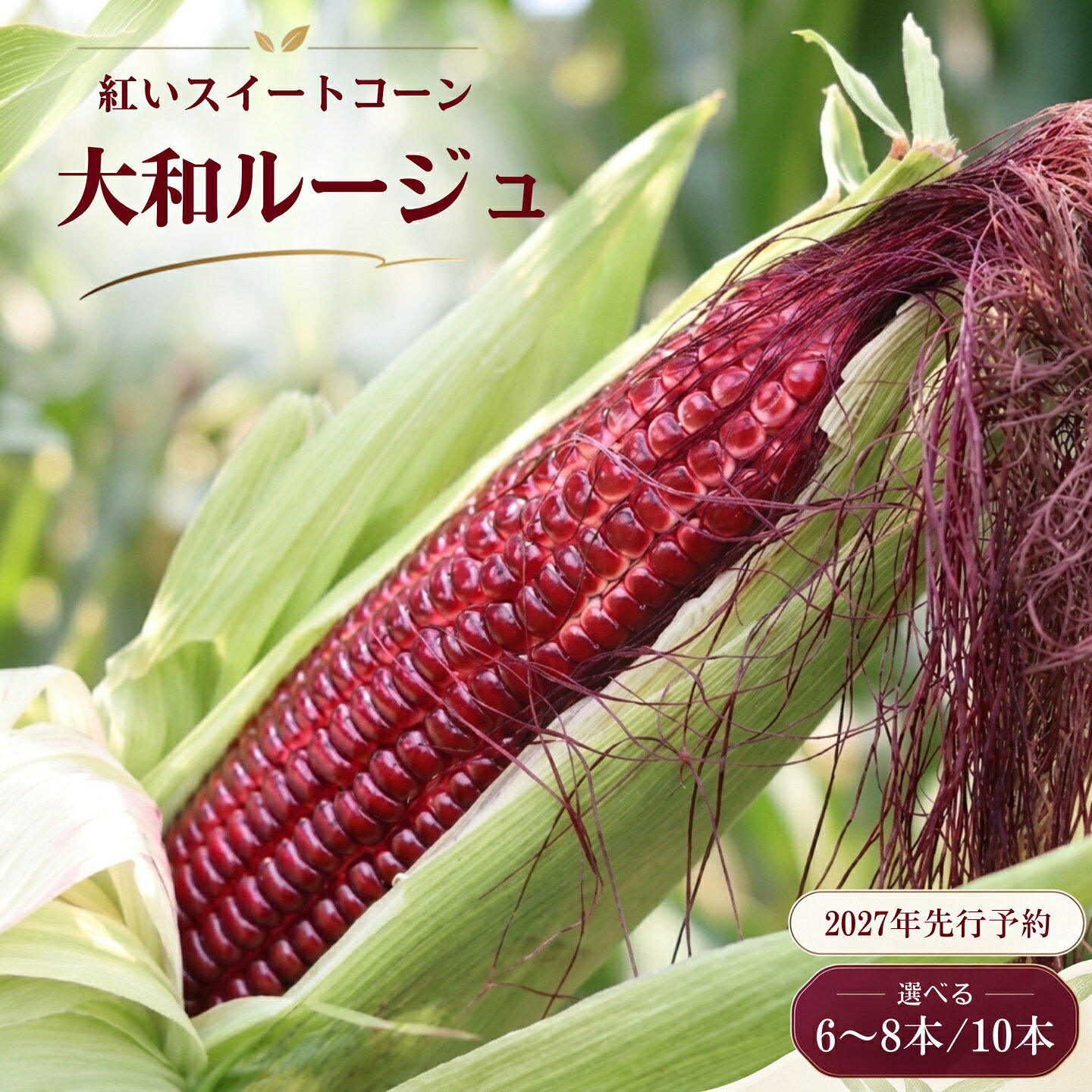 【ふるさと納税】 紅いスイートコーン 大和ルージュ 選べる 6～8本 / 10本 【2027年先行予約】 山梨県都留市産 とうもろこし トウモロコシ 野菜 冷蔵 2027年発送 ヤマトルージュ