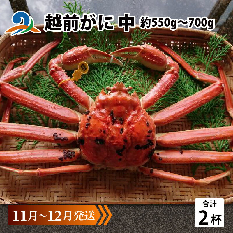 【ふるさと納税】越前がに 中 (約550g～700g)×2杯 【順次発送中】/ 雄 ズワイガニ ずわいがに ズワイ蟹 越前ガニ ボイル 冷蔵 ご自宅用 カニ しゃぶしゃぶ 海鮮 カニすき カニ鍋 カニしゃぶ かに 国産 南越前町 送料無料