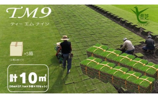 
                  芝生(省管理型コウライ芝　TM9ティーエムナイン)10束セット※10平米分【芝生 芝 トヨタ トヨタ自動車 家庭用 痛くない 日本芝 ガーデニング 10平米 10㎡ 10平方メートル 庭 植物 人気 おすすめ 鳥取県 琴浦町 送料無料】
                