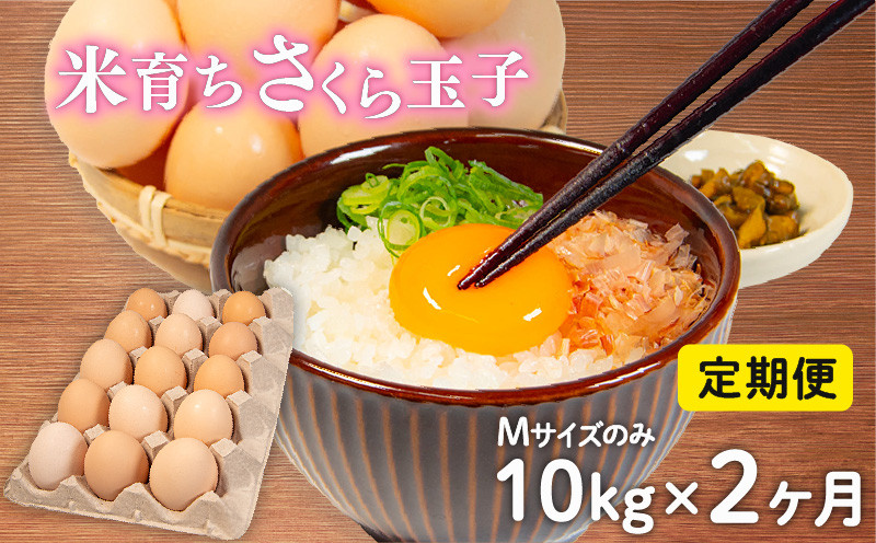 
定期便 卵 10kg × 2ヶ月 割れ補償 5個 Mサイズ のみ 約 160個 × 2回 定期便 国産 米育ち さくら玉子 さくら卵 鶏 さくら コク 濃い 卵黄 風味 とれたて 生 たまご 地産地消 国産鶏 玉子 産みたて 新鮮 黄身 卵 かけ ご飯 たまご かけ ごはん 玉子 丼 卵 焼き すき焼き 目玉 焼き 玉子 スープ 茶碗蒸し ゆで たまご サンド 大容量 滋賀県 竜王町
