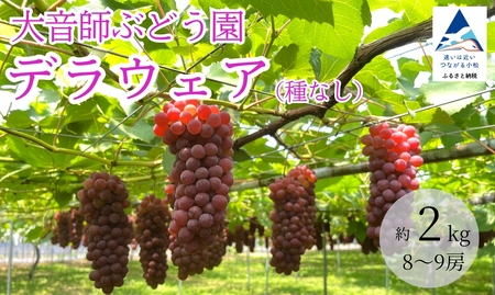 ぶどう デラウェア2kg（8房～9房）大音師ぶどう園 デラウェア デラウェア デラウェア