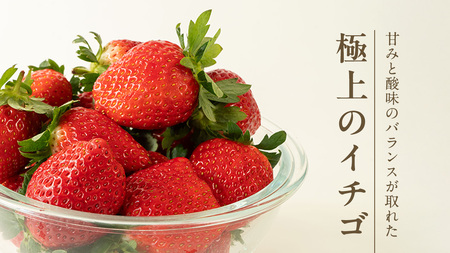 《 2027年 収穫分 》 完熟 とちおとめ 260g×4パック KEK 国産 いちご イチゴ 苺 くだもの 果物 フルーツ 冬 春 旬 [BC006sa]