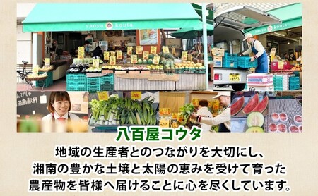 スムージーキット（グリーン） 8個 飲む 朝 ミックスジュース スムージー リンゴ 国産 バナナ 小松菜 野菜 濃厚 フルーツ 果物 家庭用 子供 飲みやすい 送料無料 冷凍 八百屋コウタ 神奈川県 