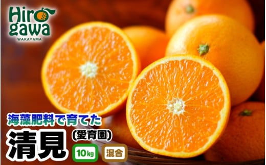 清見 10kg 海藻施用 手選果 / 清見オレンジ 清見タンゴール きよみ 清美 甘い 完熟 和歌山 柑橘 ※3月中旬～4月中旬頃に順次発送予定 【aii009-r-10】