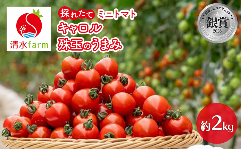 【2027年7月発送】富良野産 採れたて直送! ミニトマト 「キャロル10」「珠玉のうまみ」 各1kg【約2kg】 (清水farm) トマト ミニトマト とまと 野菜 新鮮 甘い 季節限定 北海道 富良野 ふらの