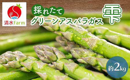 【2027年4月～発送】富良野産 採れたて直送! グリーンアスパラ 「雫」2L～Lサイズ【約2kg】 (清水farm) アスパラ アスパラガス 野菜 新鮮 季節限定 北海道 富良野 ふらの