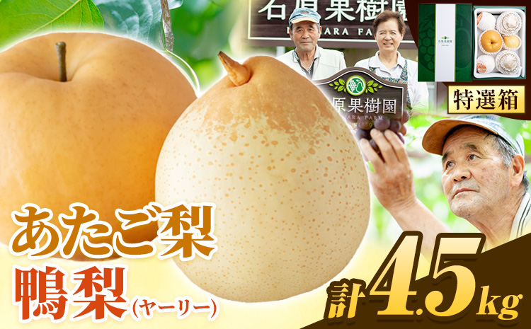 【2026年先行予約】梨 なし 4.5kg あたご梨 2 〜 3玉 鴨梨 3 〜 7玉 特選箱 石原果樹園 なし フルーツ 果物 新鮮《2026年11月中旬-12月下旬頃より発送予定》岡山県 浅口市 果物 フルーツ 梨 詰め合わせ 贈答用