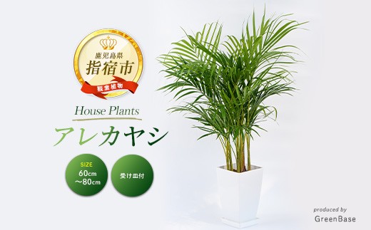 【観葉植物】アレカヤシ60cm～80cm(Green Base/IB003-020) 南国鹿児島県で育った 観葉植物！植物 鉢付 インテリア 室内 オフィス おしゃれ プレゼント ギフト 開店祝い 移転祝い マイナスイオン【配送不可地域：北海道・沖縄県・離島】