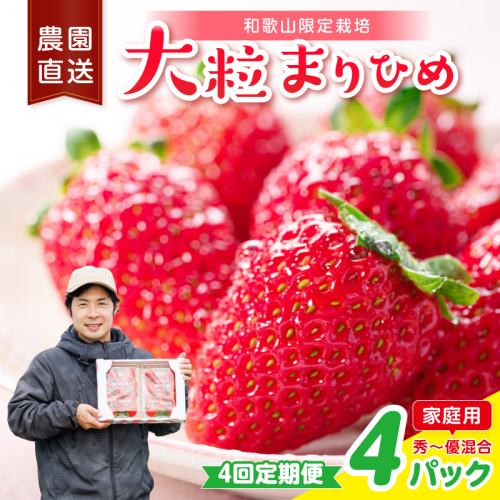 【4回定期便】大粒の贅沢！毎月届く幸せ「まりひめ」を農家直送で【家庭用】4パック ＜固定月発送＞ 【配送不可地域：北海道・青森・秋田・岩手・沖縄・離島】