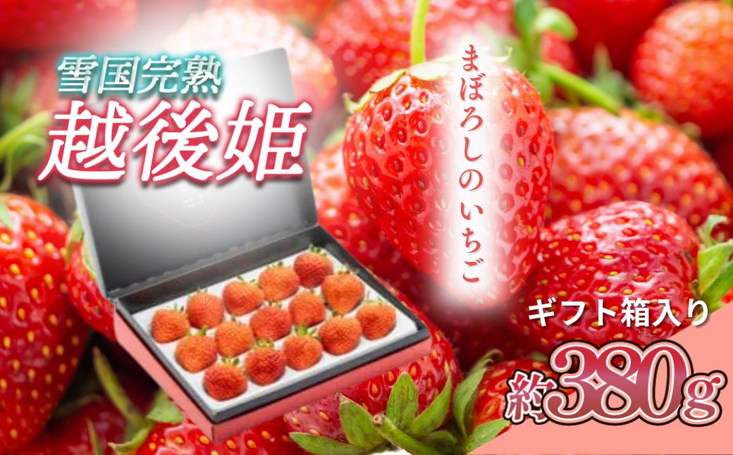 いちご 新潟 雪国完熟越後姫シングル（約380g）ギフト箱入