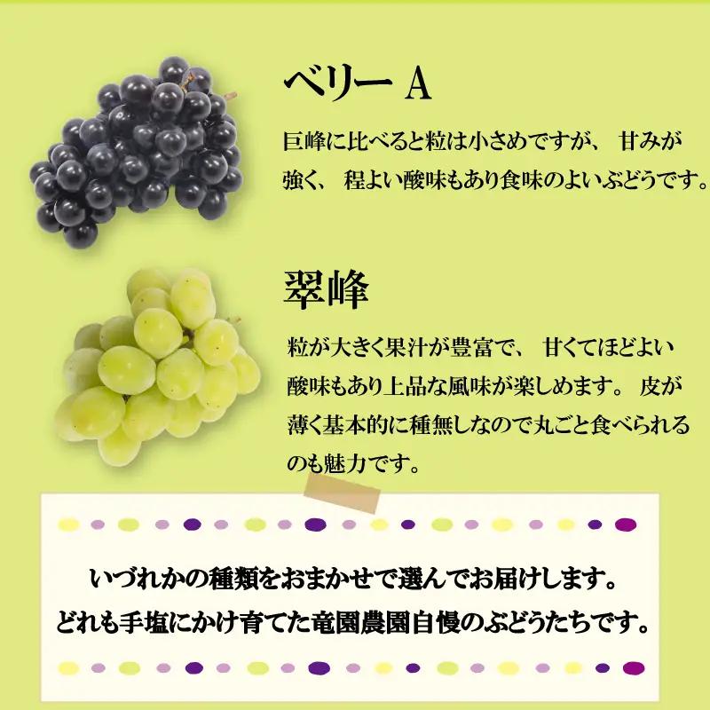 【2026年8月から発送】【先行予約】 2026年発送 旬のぶどう食べ比べプレミアムセット|ぶどう RYE