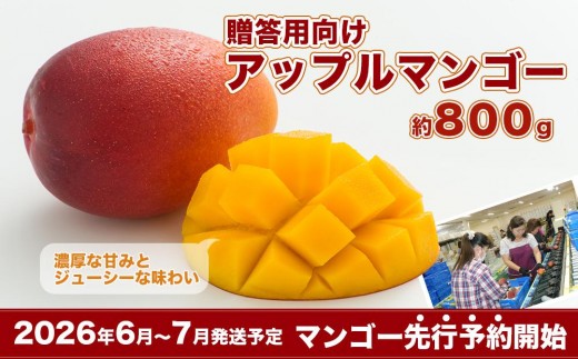 
            【2026年発送・先行予約】＜贈答用向け＞アップルマンゴー　約800g（化粧箱）
          