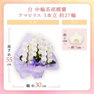 胡蝶蘭 白中輪アマビリス3本立 27輪 ※お届け不可地域あり【008D-002】