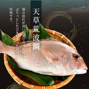 S006-001_漁師の沖めし真鯛(70g)×8袋 /  真鯛 漁師の沖めし 70g 8袋 こだわり 新鮮 天草荒波鯛 漁師めし 小分け 海鮮丼 鯛茶漬け ゴマ風味 プリプリ 養殖 ご飯のお供 冷凍 