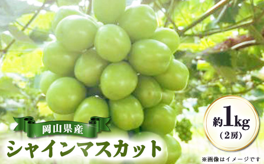【先行受付|9月上旬頃より順次発送】岡山県産『シャインマスカット』　約1kg(2房)【配送不可地域：離島・北海道・沖縄県】