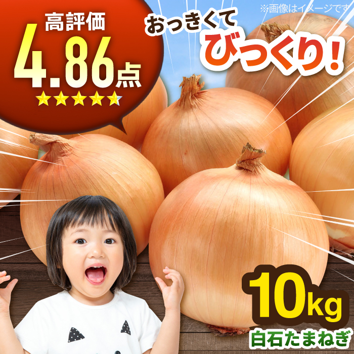 【2026年5月中旬以降発送】白石産たまねぎ 約10kg 玉ねぎ 玉葱 タマネギ たまねぎ  [IAK011]
