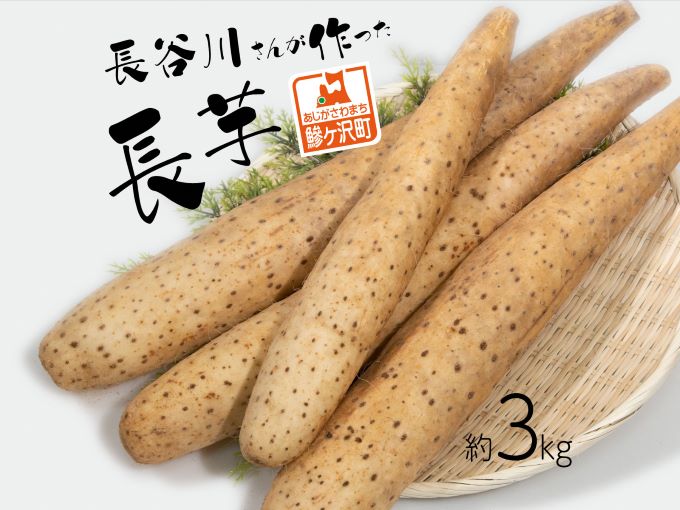 長谷川さんが作った長芋（約3kg） 野菜 根菜 やさい とろろ ながいも 芋 いも 青森県 鰺ヶ沢町