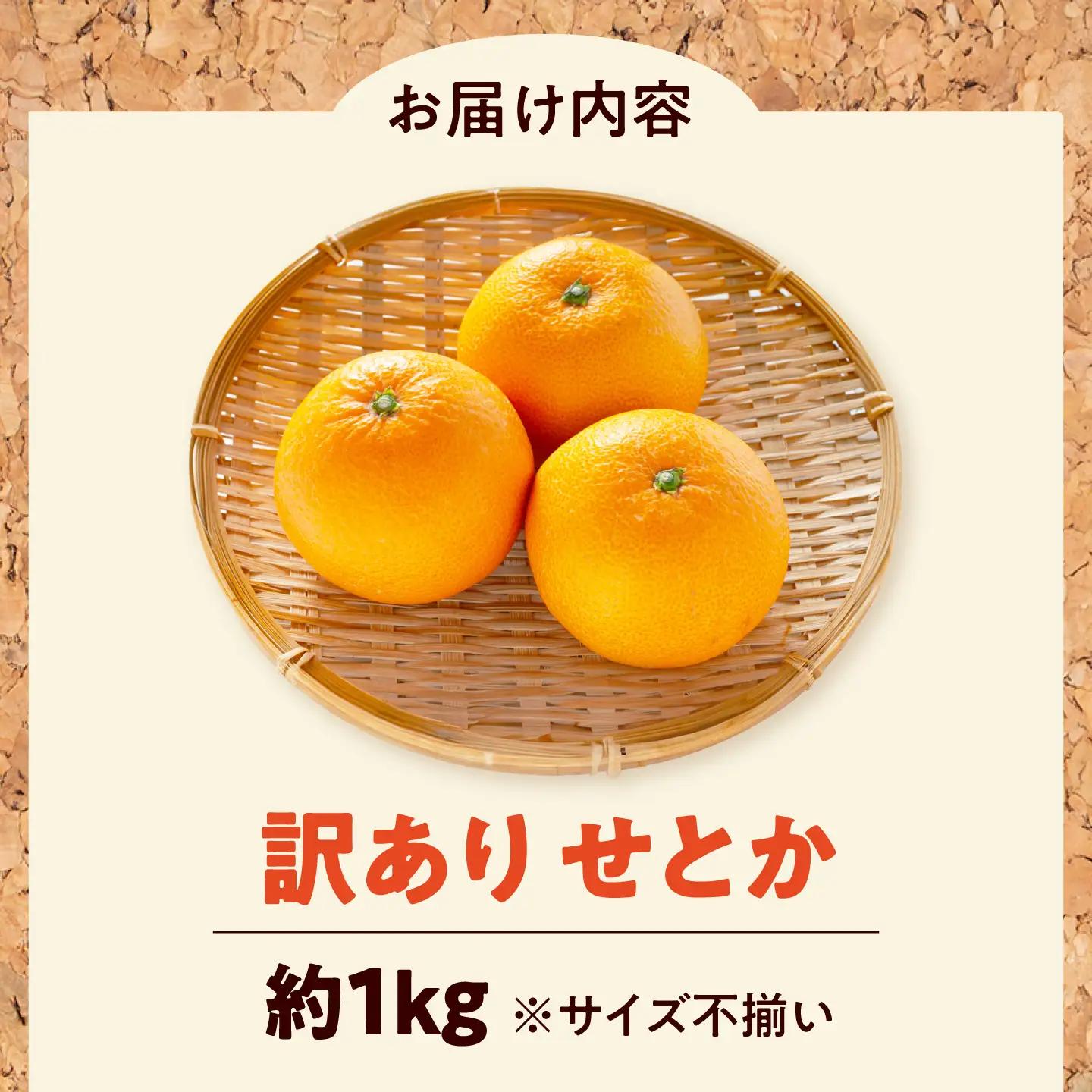 みかん 訳あり せとか 約1kg サイズ不揃い【2月下旬から3月下旬まで順次発送】 / フルーツ 果物 蜜柑 ミカン オレンジ 訳あり 訳アリ 小玉 甘い 先行予約 1kg 愛媛 / 愛媛県砥部町/え