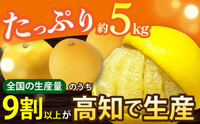 【先行予約】南国高知温室土佐文旦 約5kg 7玉〈2025年11月中旬～2026年2月中旬頃発送〉/ 文旦 ぶんたん 果物 フルーツ 高知名物 【フルーツショップオザキ】[ATAH016]
