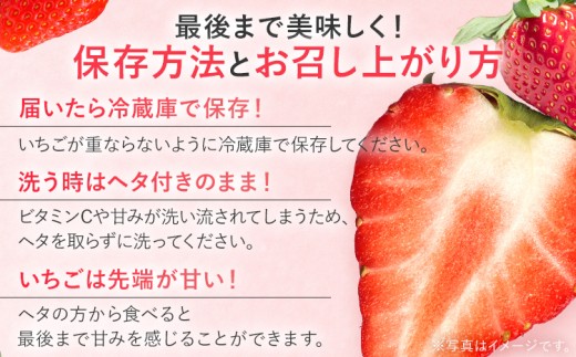 【2027年2月より順次発送】 農家直送　完熟いちご2パック（紅ほっぺ）