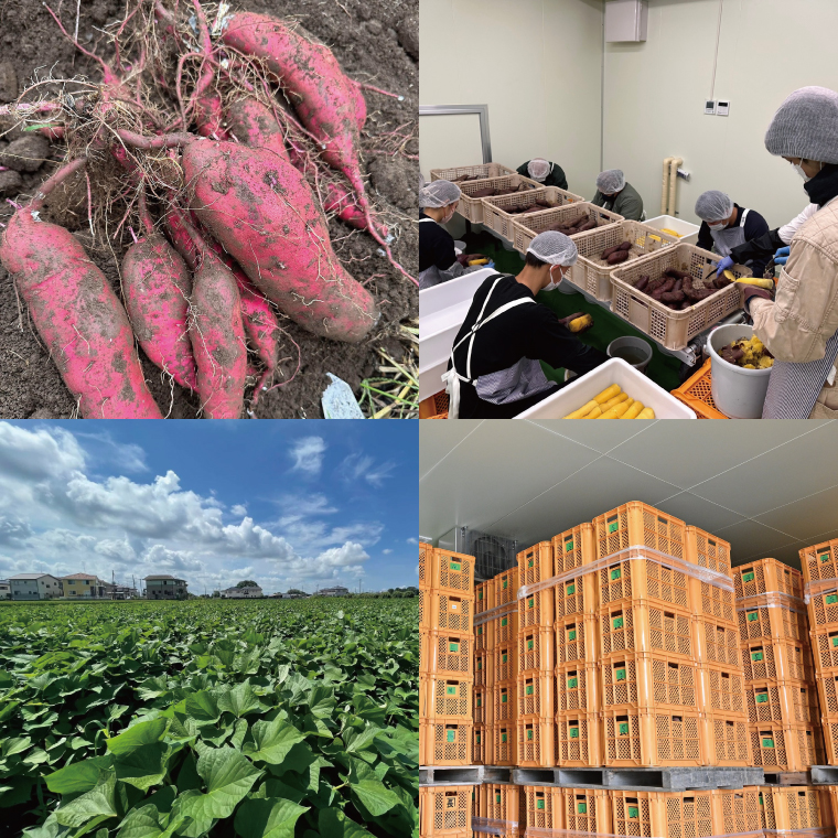【4ヶ月定期便】熟成紅はるか　平干し干し芋1.5kg【干しいも 芋 ほしいも さつまいも サツマイモ  阿見町 茨城県】（56-14）