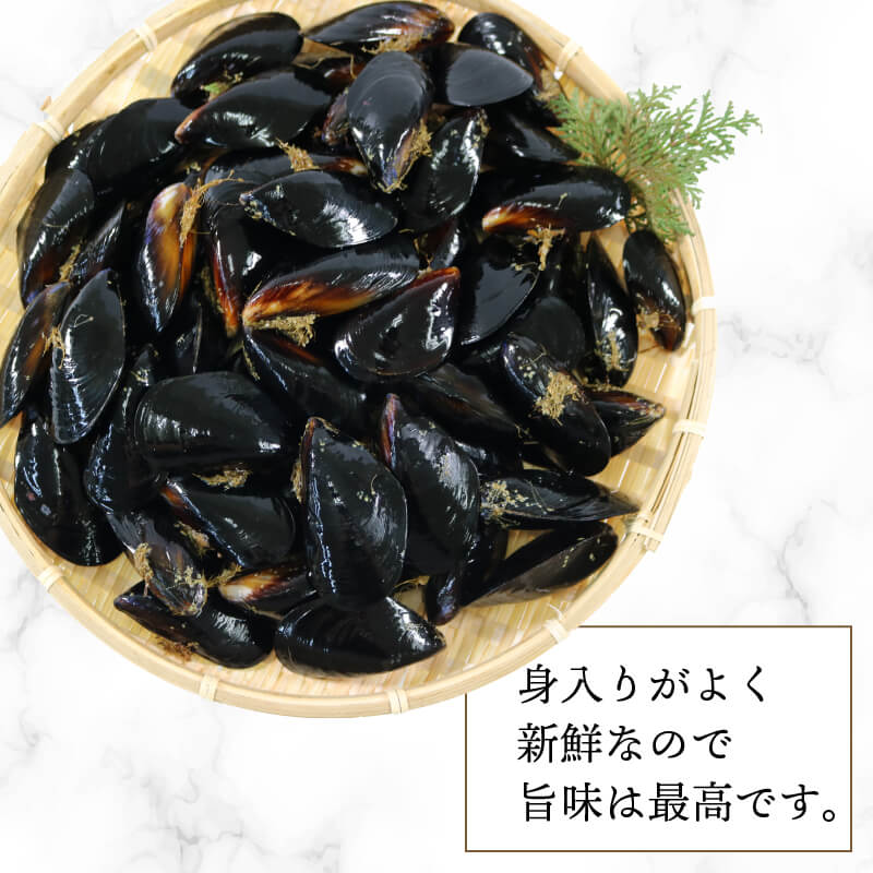 期間限定 活ムール貝 1.5kg 貝 むーるがい 季節限定 活 ムール貝 養殖 限定 貝類 三陸産 パエリア 蒸し パスタ 酒蒸し ピザ 海鮮 殻付き 新鮮 国産 大船渡市 岩手県 魚介 冷蔵 しゅうり貝 イガイ ムラサキイガイ 三陸ムール貝 [enzen005]