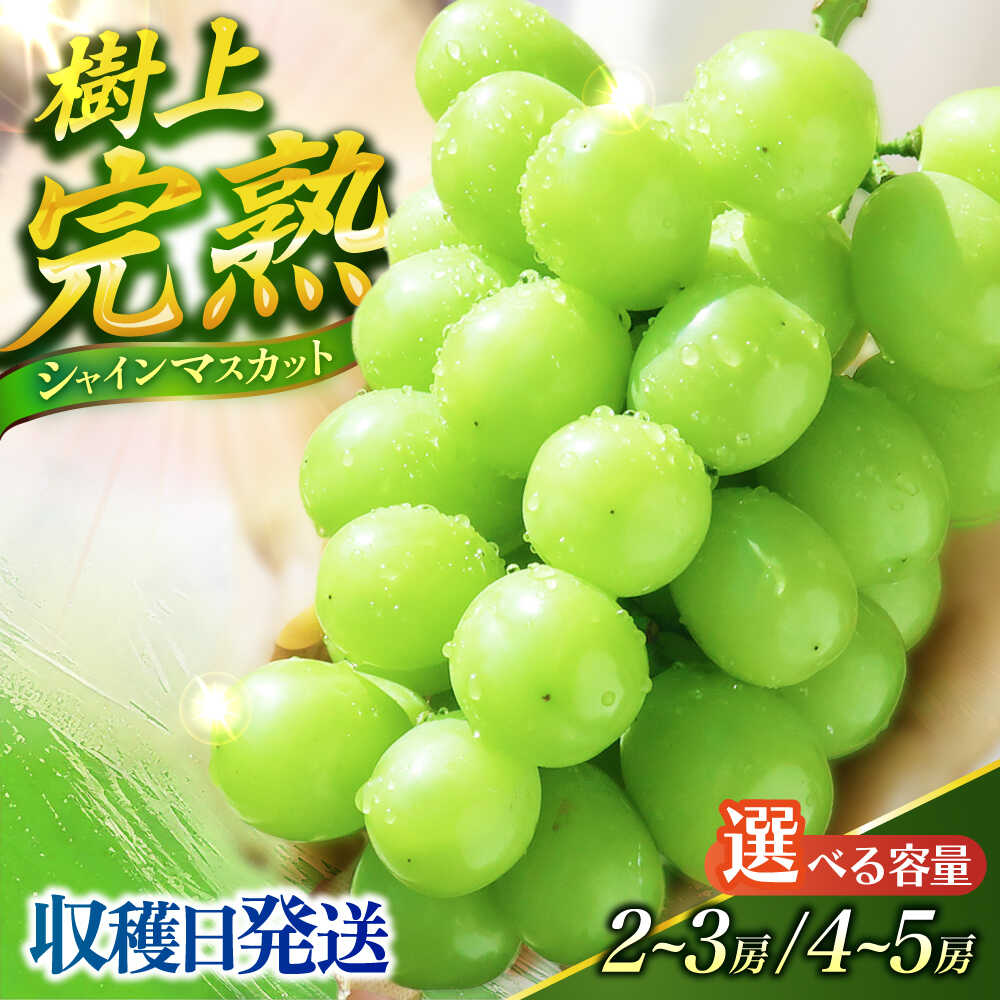 【ふるさと納税】【先行予約】選べる容量）シャインマスカット【ご家庭用】ー2026年9月より発送ーぶどう シャインマスカット しゃいんますかっと マスカット ますかっと 長崎県産 長与町 産地直送 果物 フルーツ 大粒 完熟 季節限定 先行予約| 長与町|果豊園 [ECL005]
