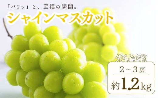 【2025年先行予約】 シャインマスカット 約1kg ~ 1.2kg(2房 ~ 3房) 葡萄 ブドウ 白ぶどう 種無し 種なし 皮ごと 千曲市 長野県 信州