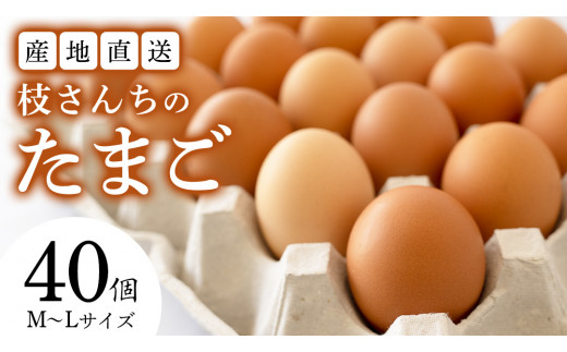 枝さんちのたまご 40個 (M～L40個) 産地直送 たまご 玉子 生卵 鶏卵 タマゴ 平飼い 桜川市産 茨城県産 卵 非遺伝子組換え [BT007sa]