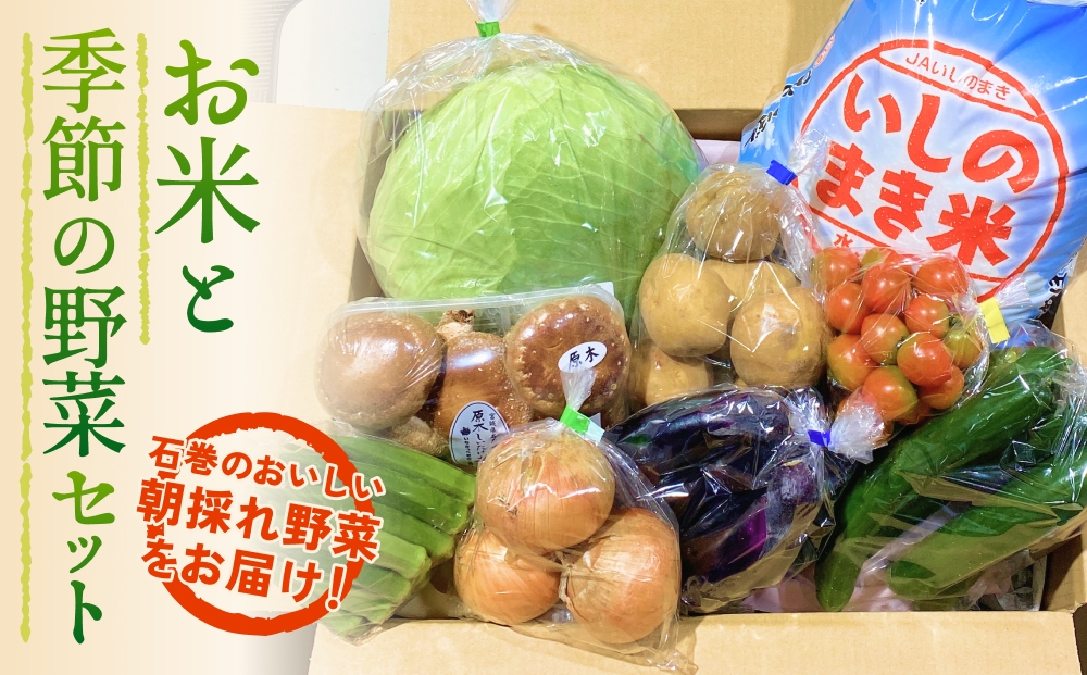石巻産 お米と季節の野菜セット 朝採れ 旬の野菜 季節の野菜 お野菜 詰め合わせ 食材 新鮮