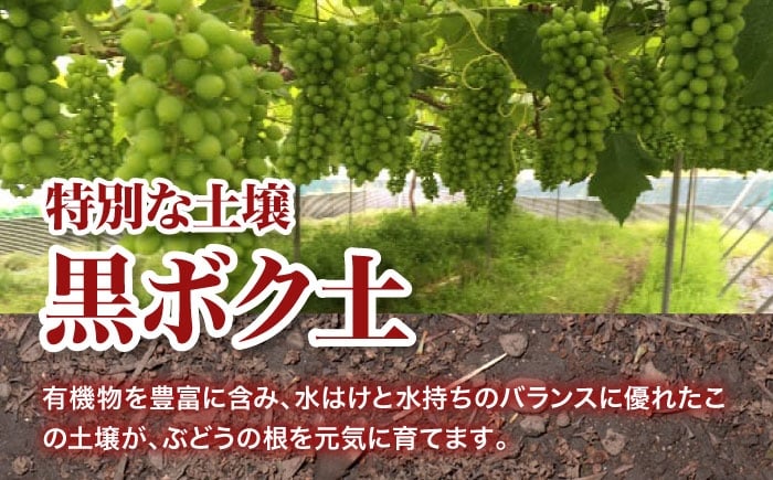 種無し ぶどう 種なし ブドウ フルーツ 葡萄 果物 巨峰 ピオーネ 家庭用 訳あり 自宅用 不揃い 人気 おすすめ 送料無料