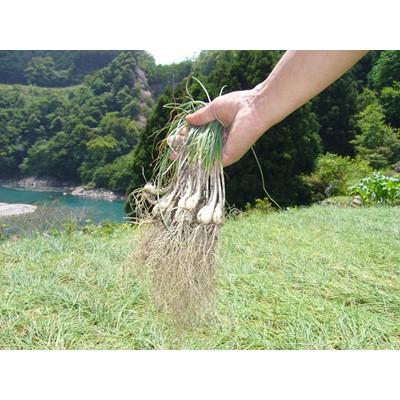 ふるさと納税 白浜町 【自慢の逸品】おばあちゃんの田舎らっきょ500g |  | 02