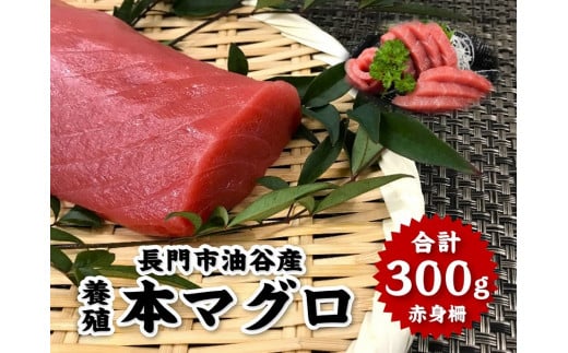 本マグロ 赤身柵 ３００g 【マグロ 刺身 さく まぐろ 柵 冷凍 赤身 鮪 山口県 長門市 油谷産 希少 養殖 脂乗り抜群 とろける ギフト 贈答】