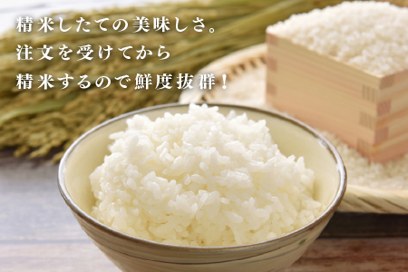 【数量限定！20袋限定販売！！】令和7年産　コシヒカリ　通常便（1回配送）計10kg（5kg×2袋）