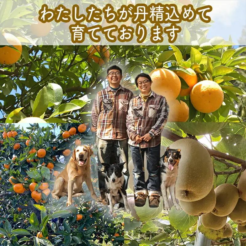 手づくりジャムソース 8本セット 手作りみかん キウイ あまなつ ブルーベリー 125ml 詰め合わせ ギフト 【 家庭用 自宅用 贈答品 贈答用 ギフト お取り寄せ お中元 お歳暮 贈り物 お祝い 