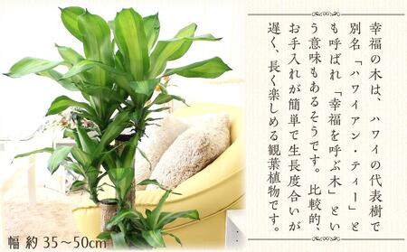 幸福の木 7号 ホワイトバスケット鉢カバー 高さ：約75cm～90cm内外(鉢底より)【観葉植物 植物 鉢付 インテリア 部屋 室内 オフィス 癒し エコ グリーン マイナスイオン リラックス オシャ