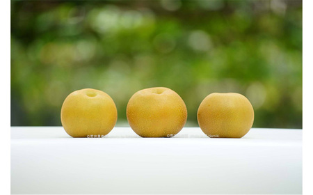 No.526 【先行予約】荒井果樹園の豊水　約5kg