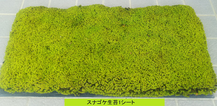 スナゴケ生苔3シート1セット【北海道・沖縄・離島　配送不可】