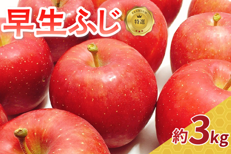 【先行予約2025年10月 発送開始】早生 ふじ 特選 約 3kg りんご 青森 産　