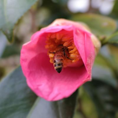 ふるさと納税 稲沢市 もちの木はちみつと百花はちみつ　500g　各1本セット |  | 02