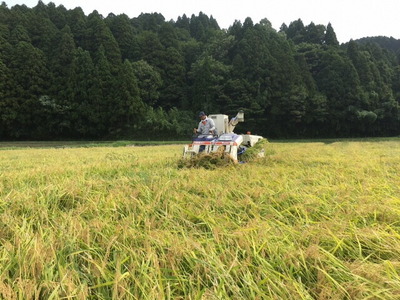 【発送時期が選べる】【新米】令和7年度産 能登産 コシヒカリ 能登夢米6kg （精米3kg×2袋）｜お米 白米  精米  ブランド米 こしひかり 石川県 七尾市 能登 復興 復興支援