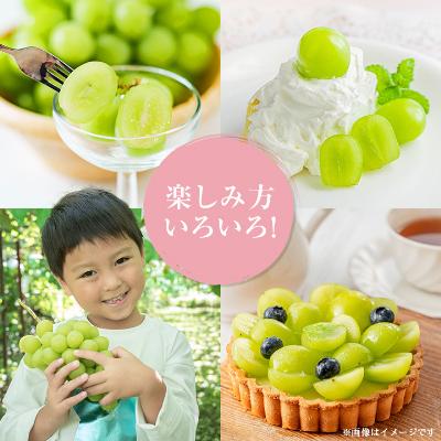 ふるさと納税 中野市 【発送月固定定期便】〈2026年発送〉シャインマスカット2房1kg以上　JA中野市から直送全2回 |  | 03